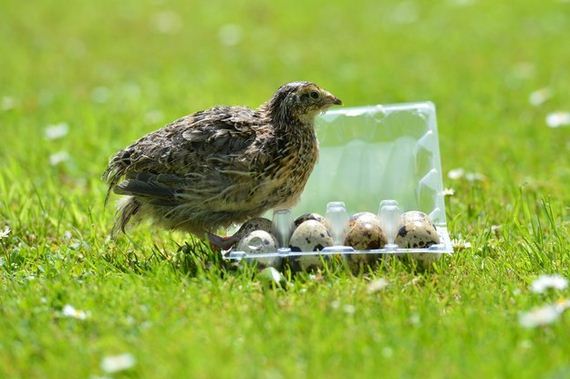 woman-bought-some-eggs