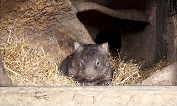 wombat_01