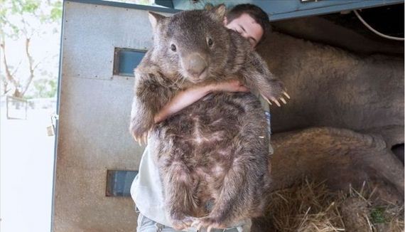 wombat_01