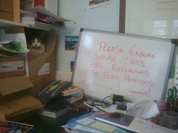 work_fails_job_lols-20