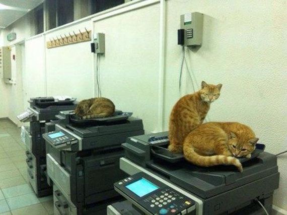 work_fails_job_lols-20
