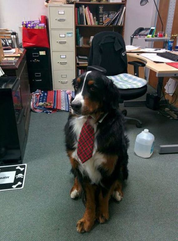 work_fails_job_lols-20