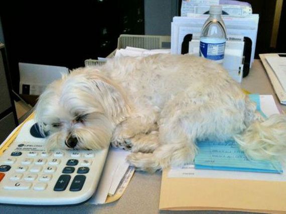 work_fails_job_lols-20