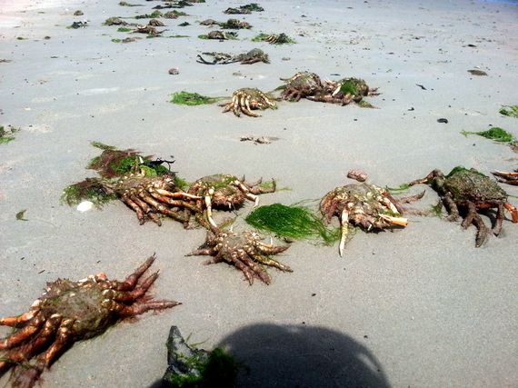Crab-Shells
