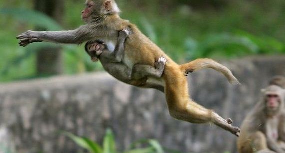 India-Monkeys-Are