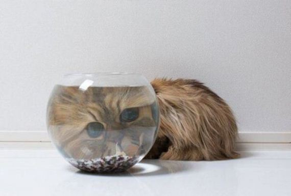 Week-Caturday
