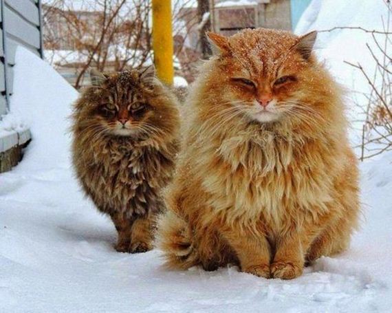 Week-Caturday