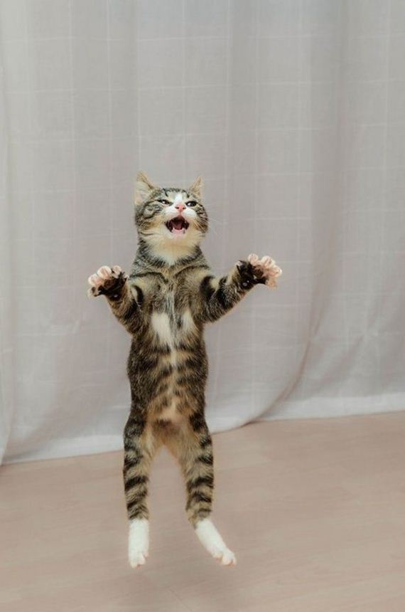 Week-Caturday