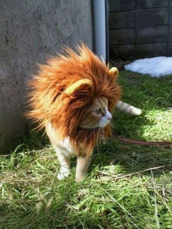 Week-Caturday