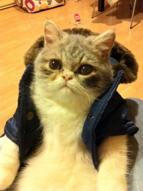 Week-Caturday