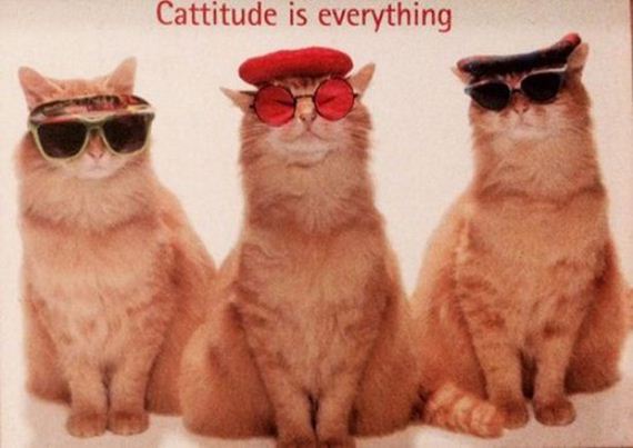 Week-Caturday
