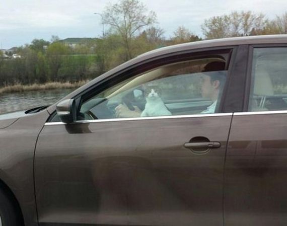 Week-Caturday
