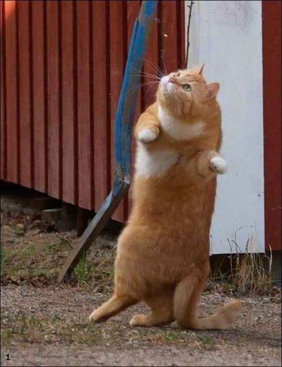 Week-Caturday