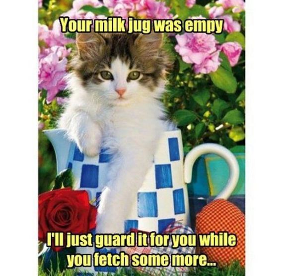Week-Caturday