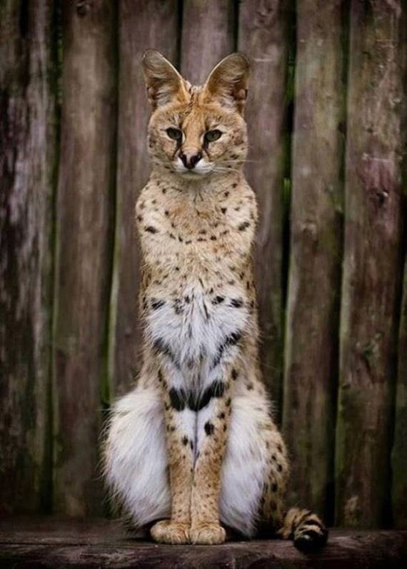 Week-Caturday