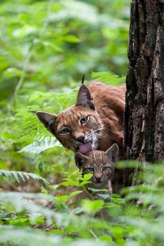 Week-Caturday