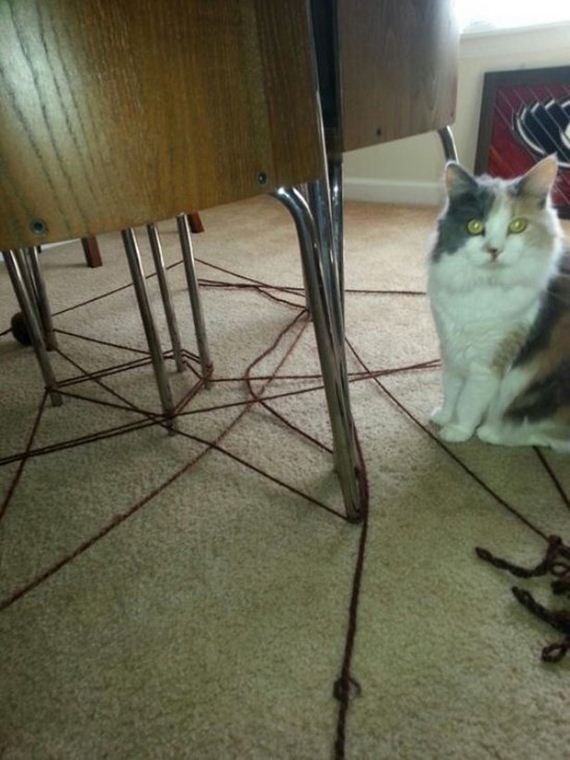Week-Caturday