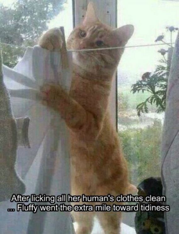 Week-Caturday