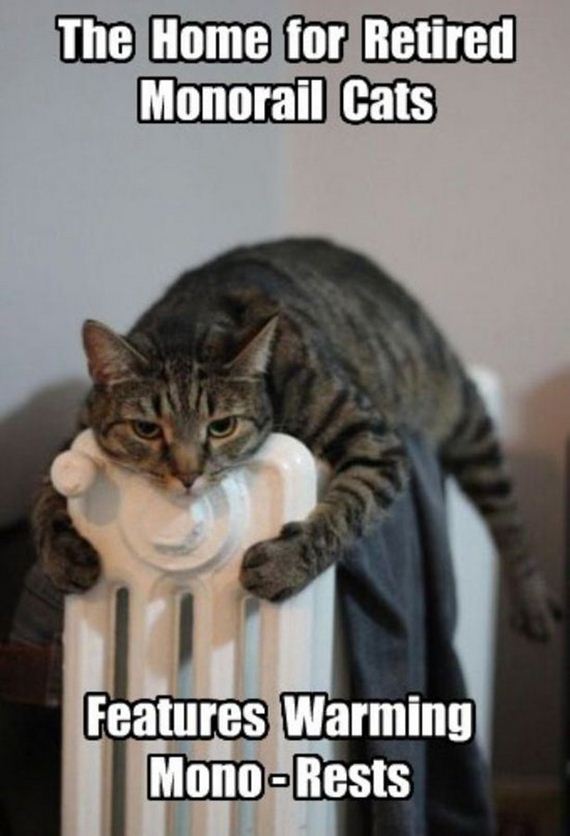 Week-Caturday