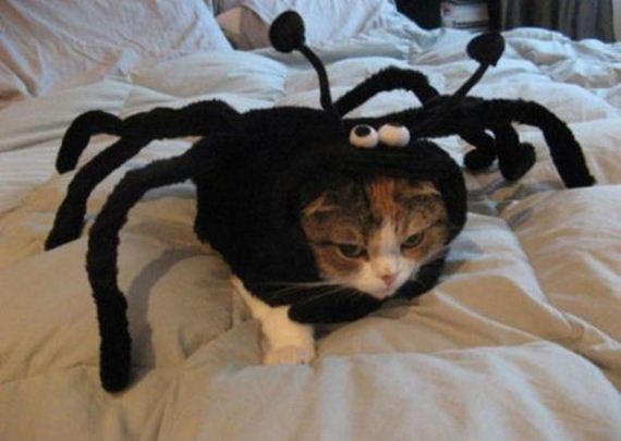 Week-Caturday