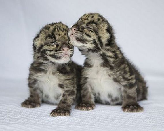 Week-Caturday