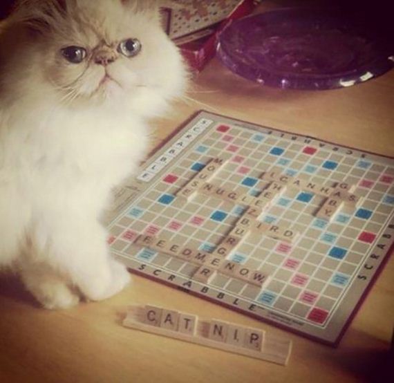 Week-Caturday