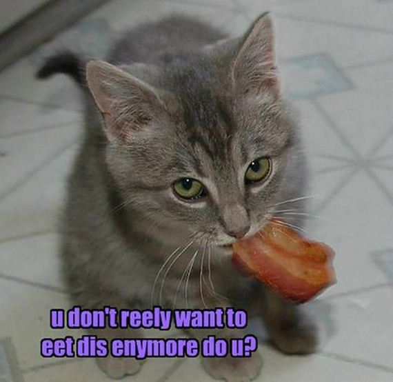 Week-Caturday