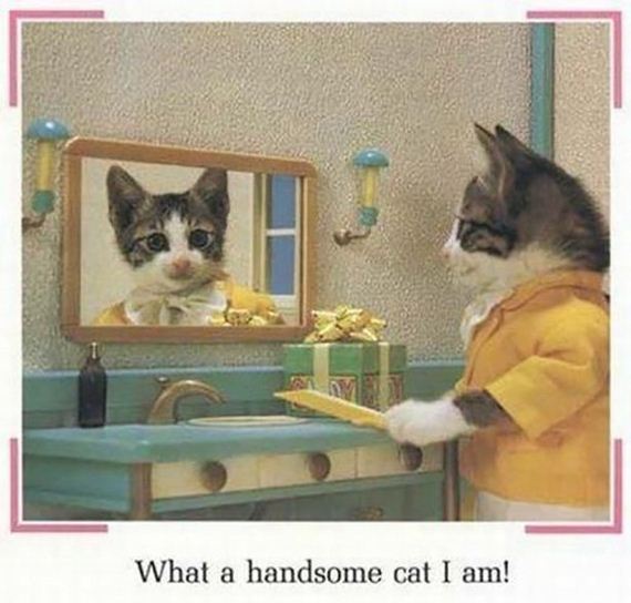 Week-Caturday