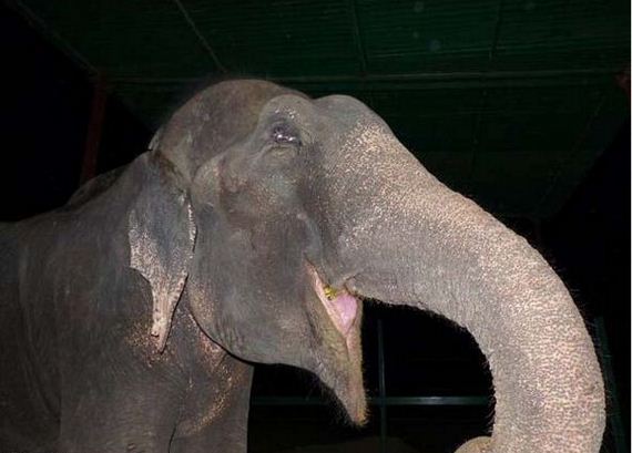 abused-elephant
