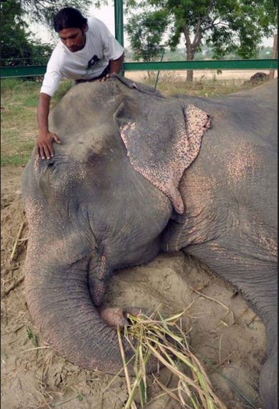 abused-elephant