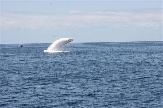albino-whale