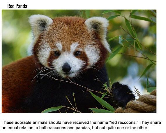 animals_names