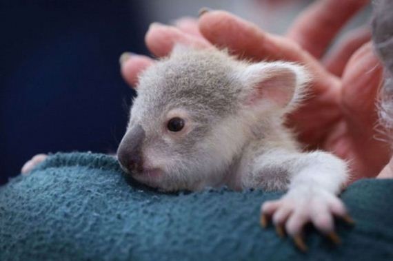baby_koala