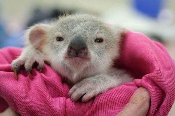 baby_koala