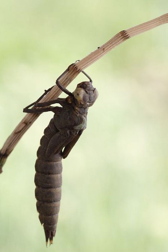 birth_dragonfly