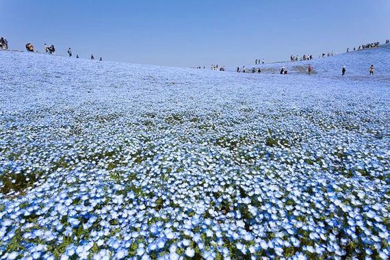 blue_flower_fields