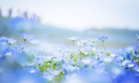 blue_flower_fields
