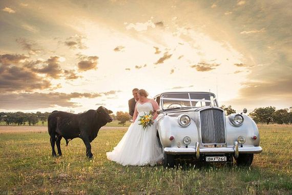 bull_wedding