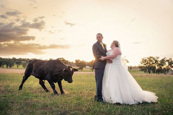 bull_wedding
