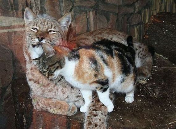 cat-lynx-bff