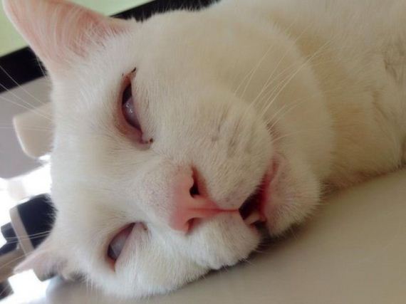 cat_nap_time