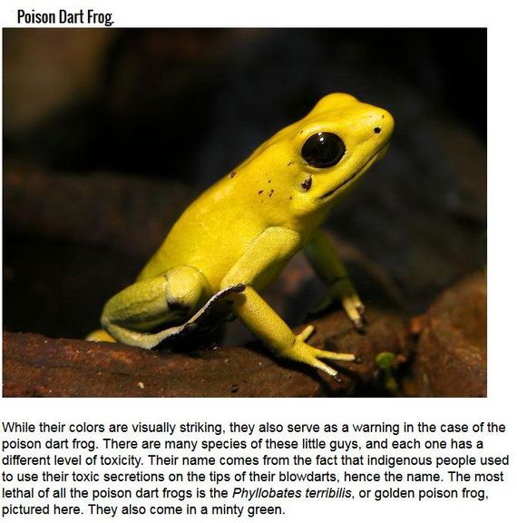 cute_animals