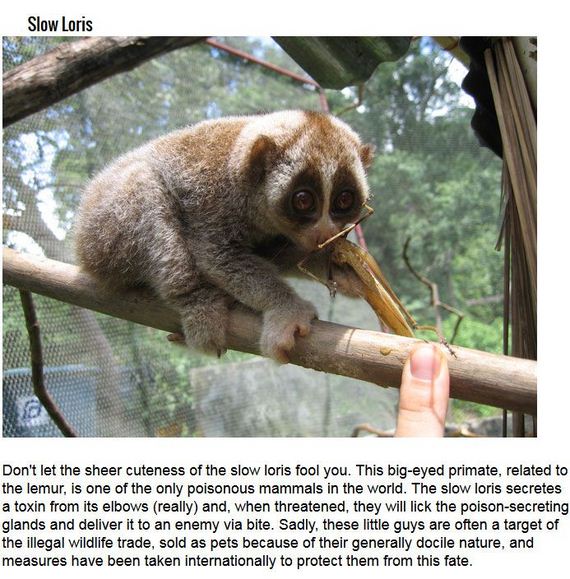 cute_animals