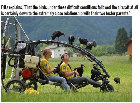 extinct_birds