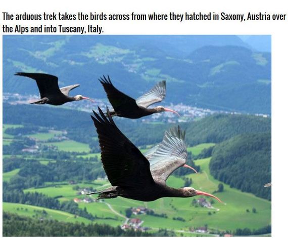 extinct_birds