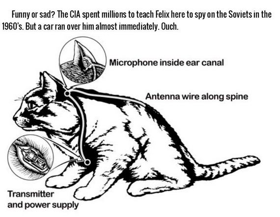 facts_about_spies