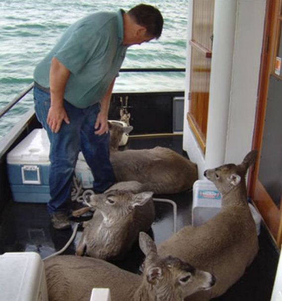family_finds_deer