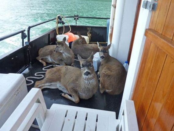 family_finds_deer