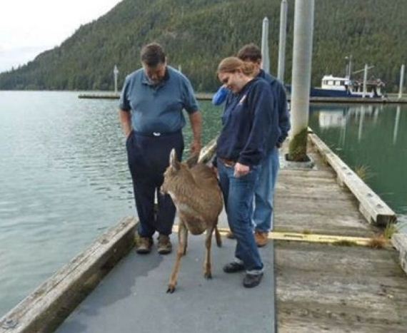 family_finds_deer