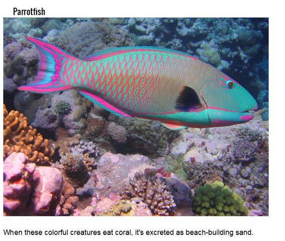 fish_with_unusual_skills
